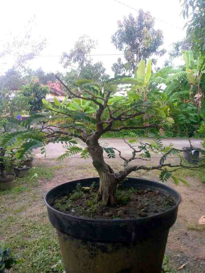 Bonsai Aquascape